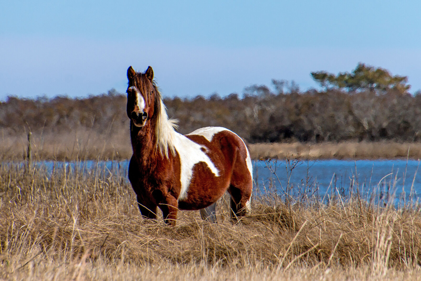 Chincoteague's Oldest Pony Dies at Age 25